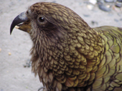 Kea