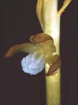 Corall orchiza striada