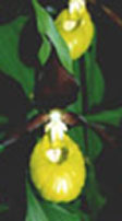 Frauenschuh