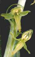 Platanthera