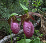 Cypripedium acuale