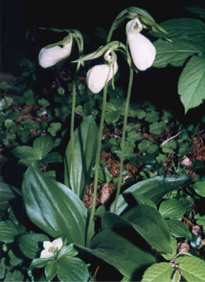 Cypripedium acaule
