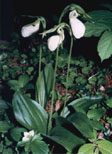 Cypripedium acaule, weiss