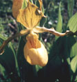 Frauenschuh