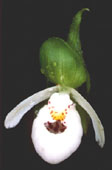 Franklins Ladyslipper